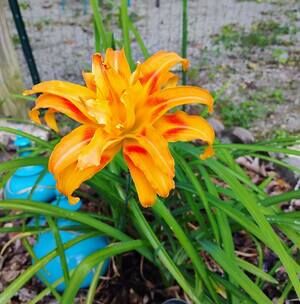 Meet your Posher, Sonya